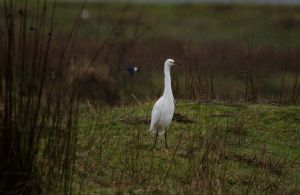 archivo fotografico de felipe garcia 244 244 20241103