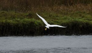 archivo fotografico de felipe garcia 246 246 20241103