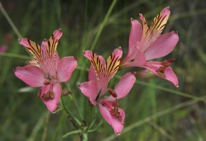 archivo fotografico de felipe garcia 257 257 20241103