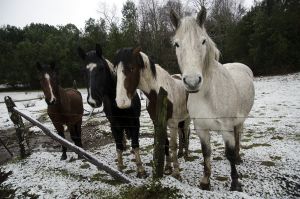 archivo fotografico de felipe garcia 278 278 20241103